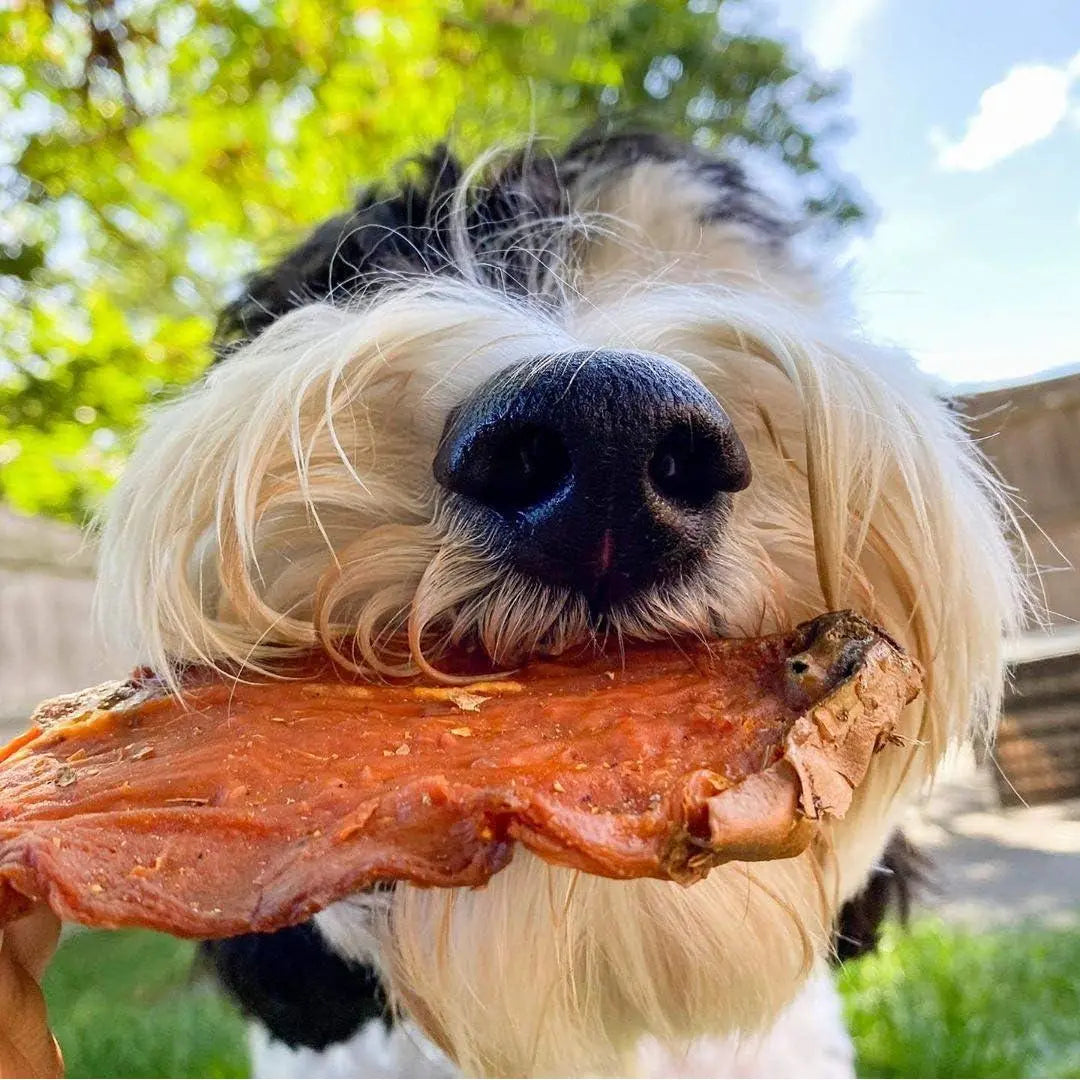 Sweet Potato Dog Treats - USA Grown - Brutus & Barnaby Single Ingredient Dehydrated Sweet Potato Slices, Thick Cut Chews, Grain & Gluten Free, High Fiber, Healthy Training Treats for Puppies & Senior Dogs, Picky Eaters & Sensitive Stomachs